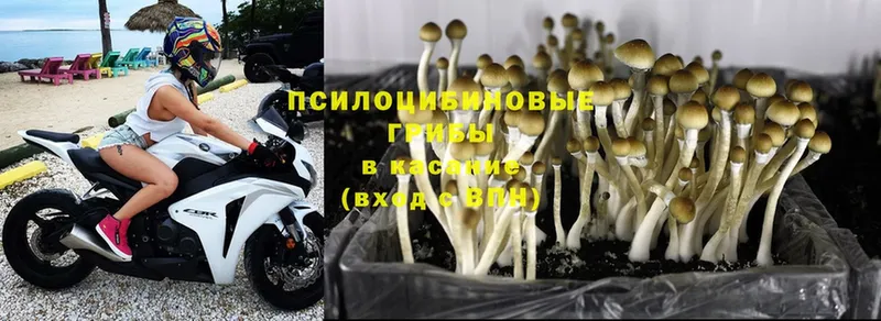 Галлюциногенные грибы Psilocybe  darknet формула  Яровое 